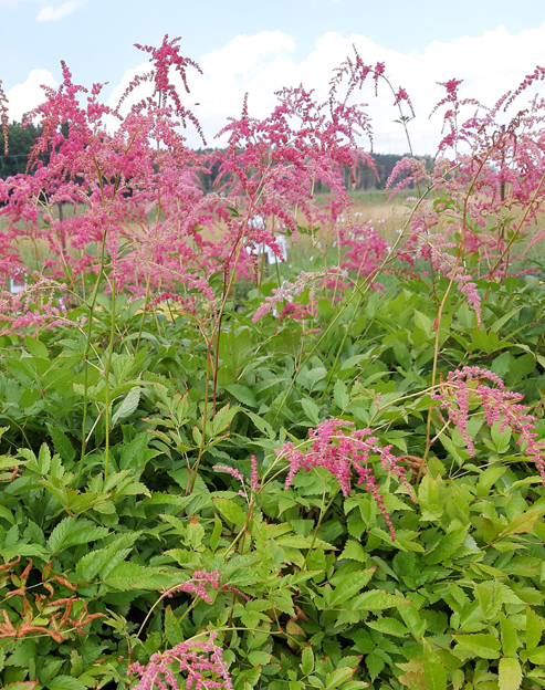 Astilbe thunbergii `Rote Straussenfeder`